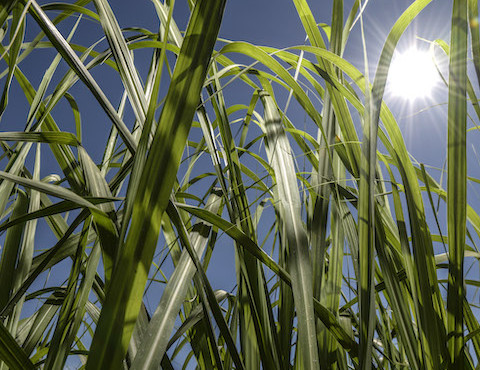 Un champ de cannes à sucres