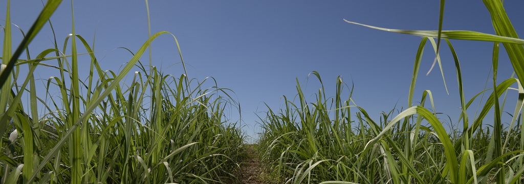 Champ de canne à sucre, Rio Pardo, Brésil