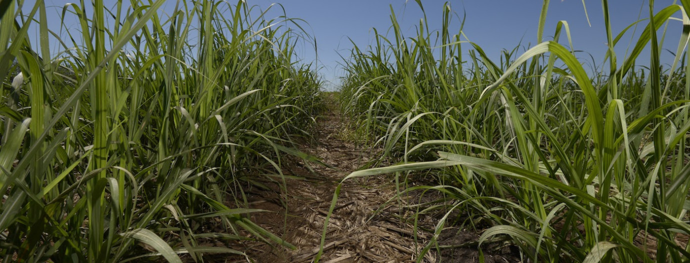 Albioma, producteur d'énergie renouvelable, biomasse champ de canne brésil