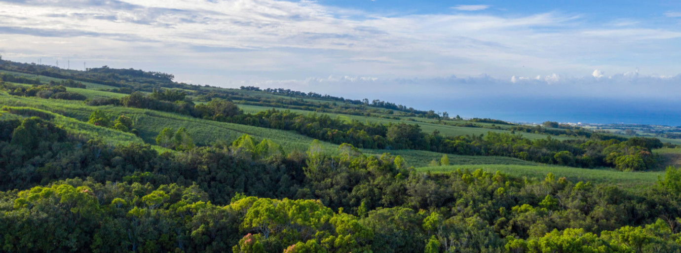 Albioma s’engage aux côtés de l’ONF pour créer une filière Bois Énergie à La Réunion
