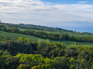 Albioma s’engage aux côtés de l’ONF pour créer une filière Bois Énergie à La Réunion