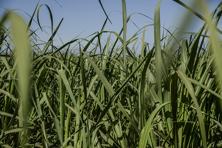 champ Cannes à sucre albioma biomasse