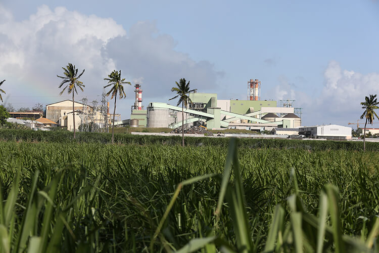 Biomass power plant and sugar cane