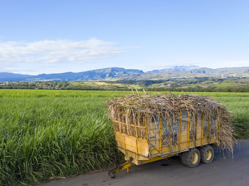Plantação de cana-de-açúcar próximo à usina de Bois-Rouge © Jérôme Boyer