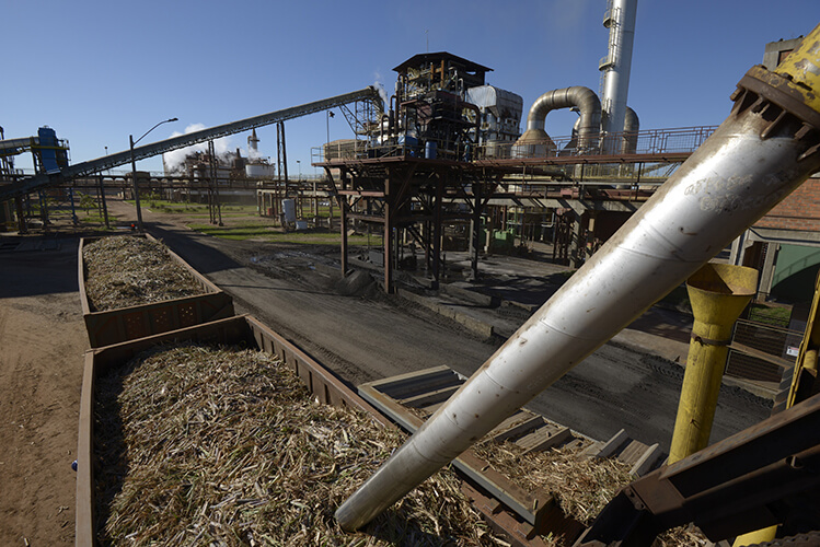 Coleta de cana - Albioma Rio Pardo - Brasil