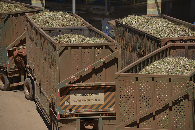 Cane collection – Albioma Rio Pardo – Brazil