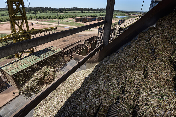 Cane collection – Albioma Rio Pardo – Brazil