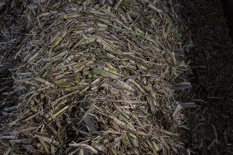 Cane collection – Albioma Rio Pardo – Brazil