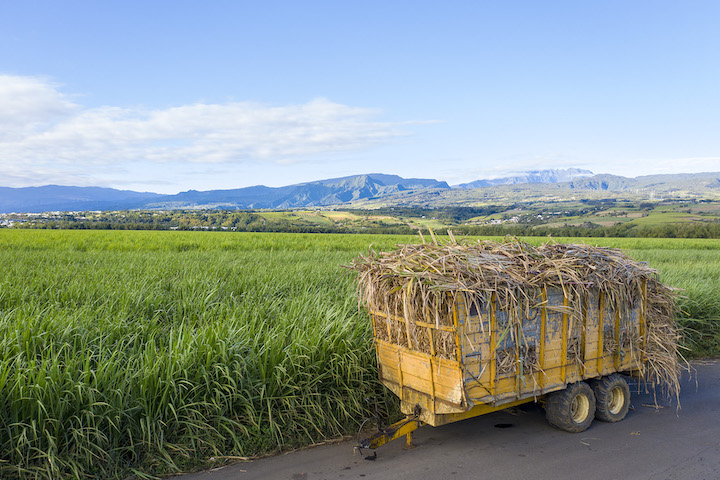 ramassage de la canne dans les champs la réunion