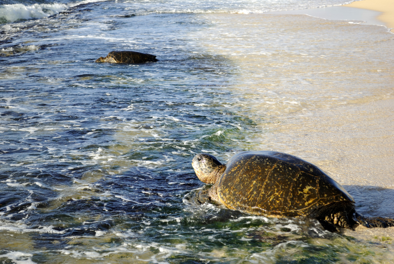 Biodiversité et insertion professionnelle