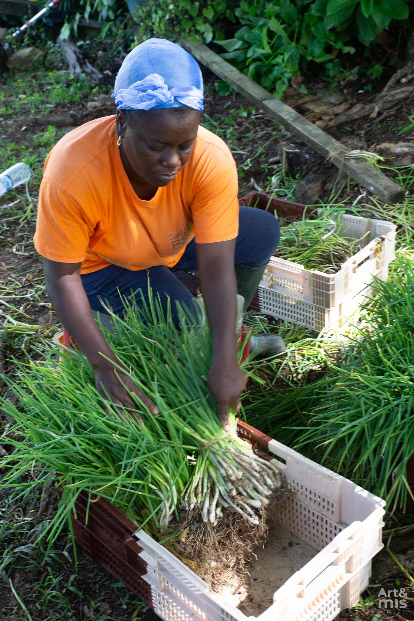 Insertion professionnelle