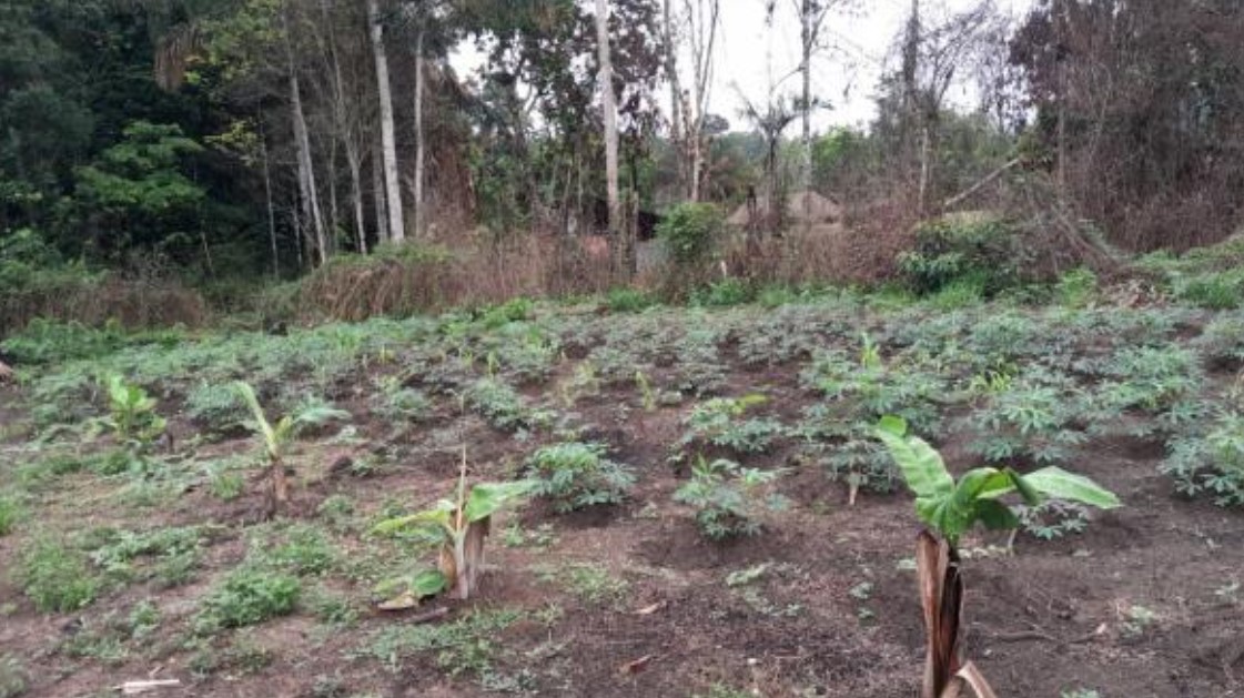 Insertion professionnelle